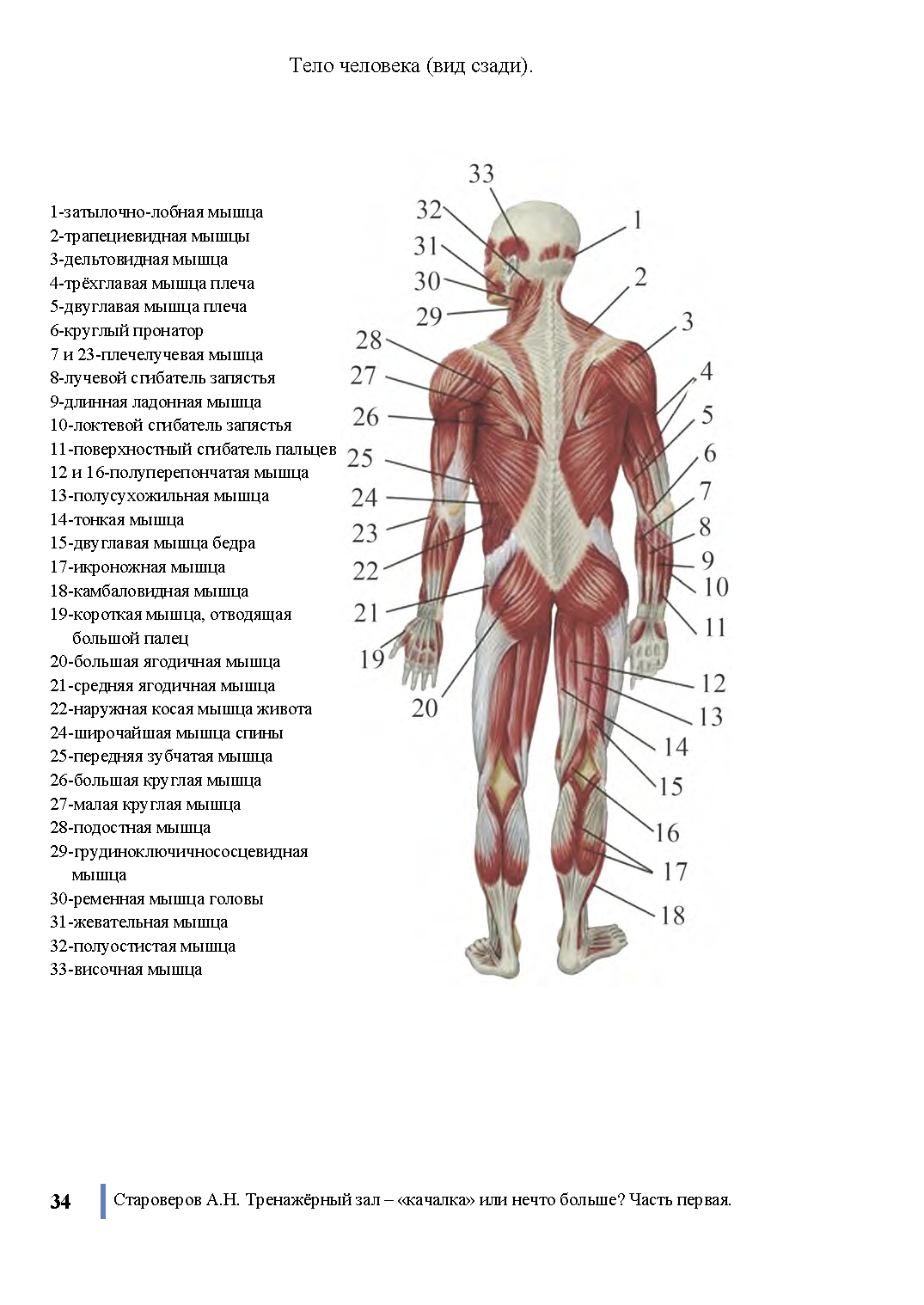 Номер мышц