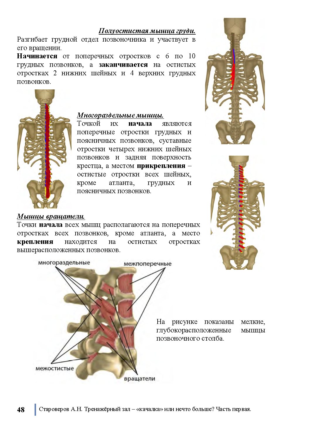 Остистая и полуостистая мышца